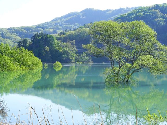 【山形県】春だけの風物詩！白川湖の水没林