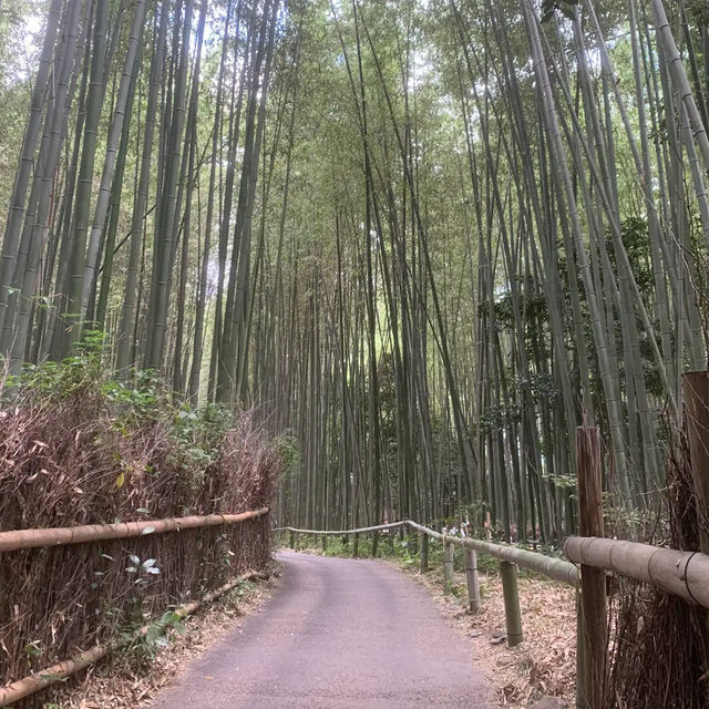 【京都】人気観光スポット！