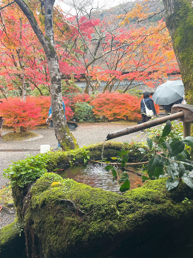 【湯布院】感動！亀の井別荘の素晴らしい紅葉✨