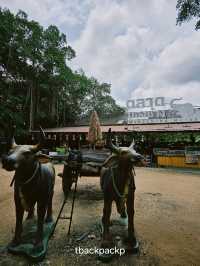หมู่บ้านช้างพัทยา กิจกรรมแน่น ถูกใจทุกวัยแน่นอน🐘