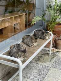 고양이🐈🐈‍⬛와 함께하는 서울 종암동의 감성카페 “정이정“