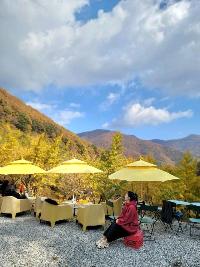 온통 노란 세상 평창 은행나무카페💛
