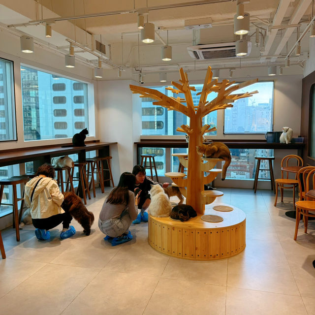 聖誕必去貓cafe