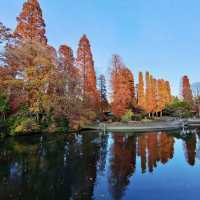 井之頭恩賜公園-不同種類的楓樹交織成美麗的畫卷
