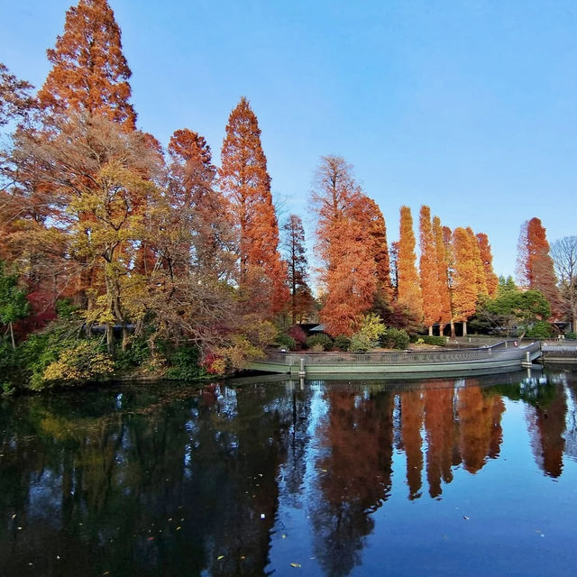 井之頭恩賜公園-不同種類的楓樹交織成美麗的畫卷