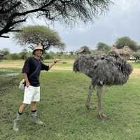 A funny ostrich at Nguuni