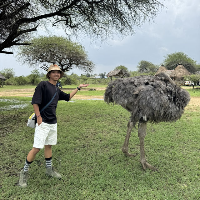 A funny ostrich at Nguuni