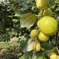 สวนพุดซานมสดของแทร่ วังน้ำเขียว🍏
