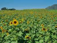 รับลมหนาวที่ ไร่มณีศร ทุ่งทานตะวัน เขาใหญ่