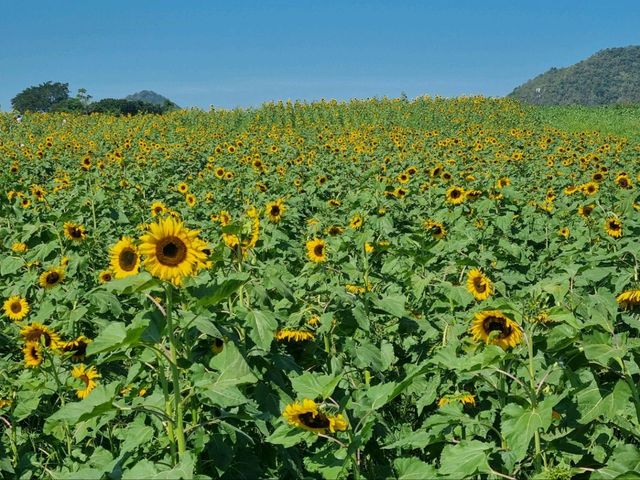 รับลมหนาวที่ ไร่มณีศร ทุ่งทานตะวัน เขาใหญ่