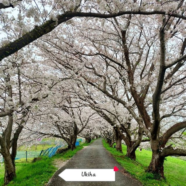 จุดชมซากุระในเมือง Fukuoka