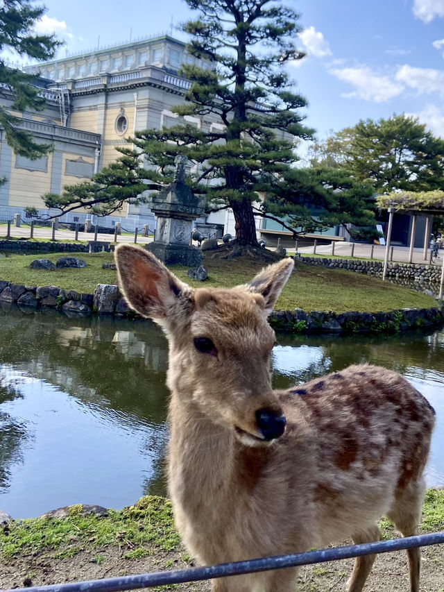 Nara Park: A Magical Meeting with Japan’s Sacred Deer