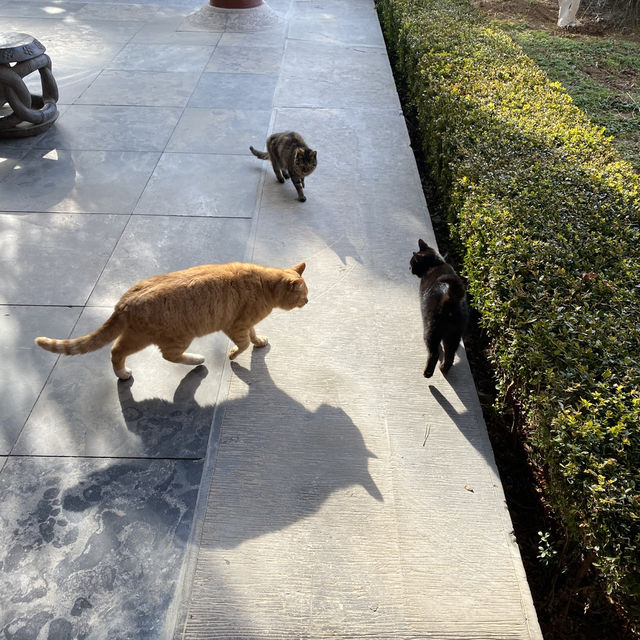 🇨🇳봉래 신비로운 삼선산풍경구의 내부와 귀여운 동물들🦢🐈‍⬛