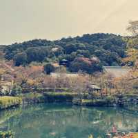  京都水路角櫻花之旅：春日的浪漫盛宴
