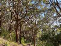 Booti Booti Hill Hiking Trail