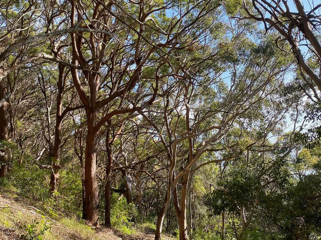 Booti Booti Hill Hiking Trail