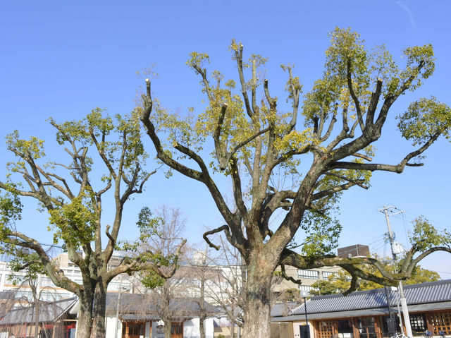大阪 - 四天王寺 - 穿梭於歷史與美景之間的驚喜之旅🏞️