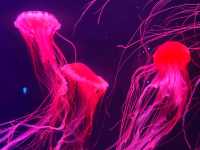 Sumida Aquarium: a hidden gem