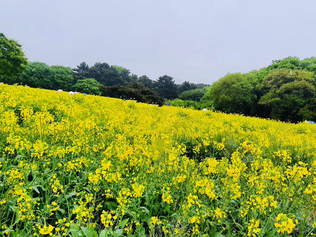 🇯🇵 東京近郊看藍色粉蝶花+油菜花完美組合