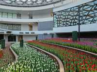 ทิวลิปบานที่ระยอง