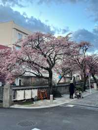 ซากุระ 2025 ที่ Atami Shizuoka 🌸