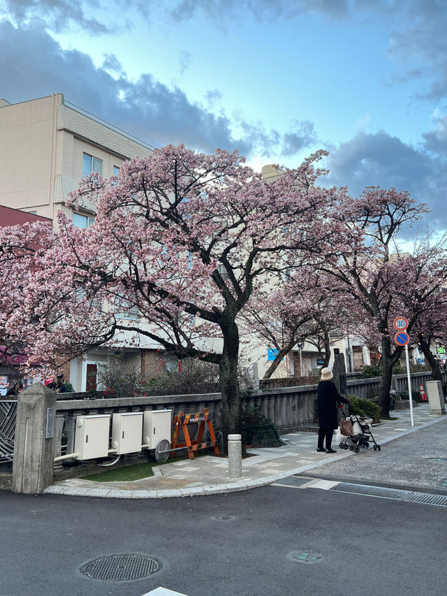 ซากุระ 2025 ที่ Atami Shizuoka 🌸