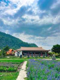 สวนดอกไม้เมืองกาญ สไตล์เกาหลี 🇰🇷