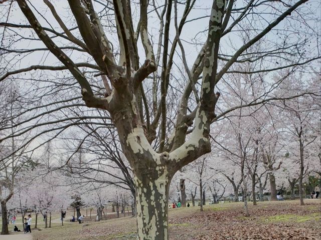 하얀 벚꽃이 동산 가득,세계문화유산 속으로🌸