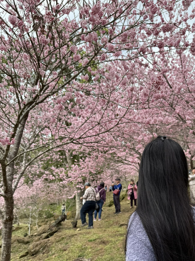 悠然秘境 櫻花林