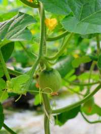 Tambun Musk Melon Agro Farm