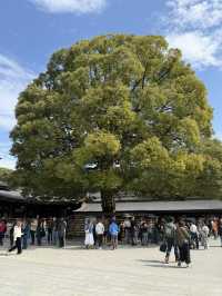 The Perfect Stroll: Meiji Jingu & Jingu Gaien
