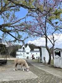 【台湾】清境農場🐏