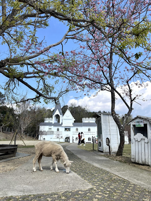 【台湾】清境農場🐏