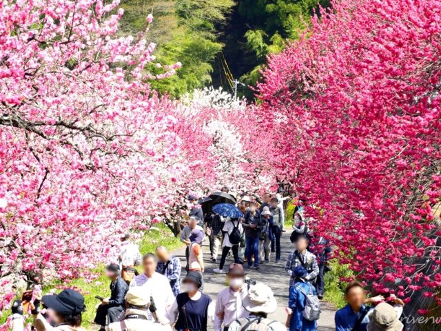 【長野県】日本一の花桃の里の桃源郷・阿智村