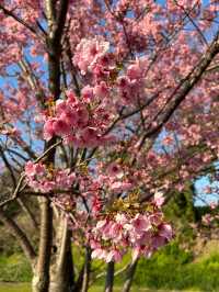 福岡櫻花：春日裡的花海奇蹟