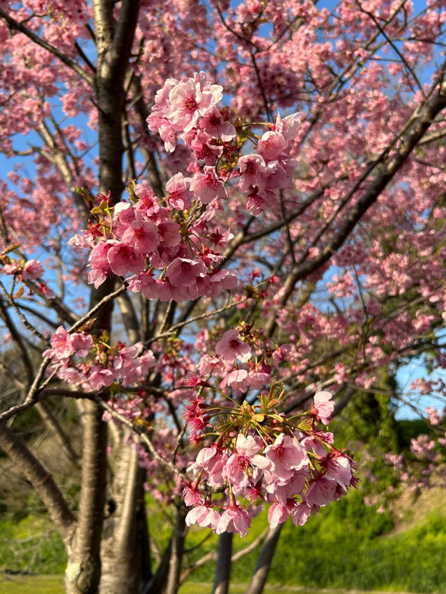 福岡櫻花：春日裡的花海奇蹟