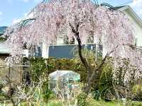 東京代代木公園的櫻花輕聲輕語