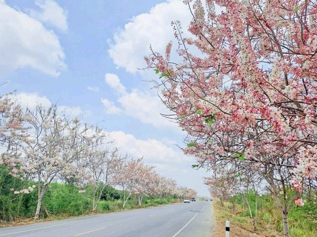 ถนนดอกกัลปพฤกษ์ จันทบุรี