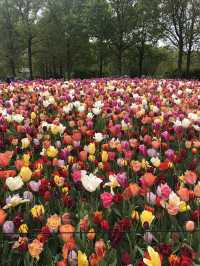 Holland's Tulip Trails: A Stunning Spring Escape