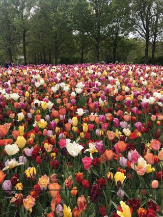 Holland's Tulip Trails: A Stunning Spring Escape