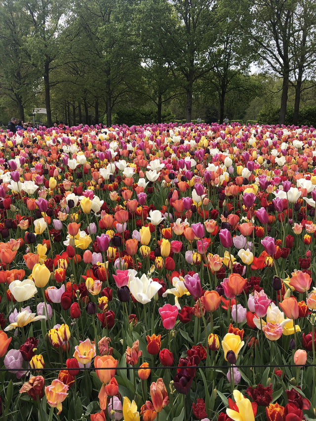 Holland's Tulip Trails: A Stunning Spring Escape
