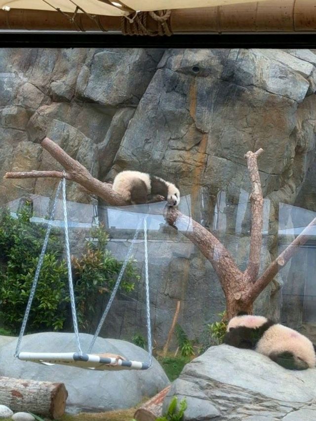 Ocean Park Hong Kong