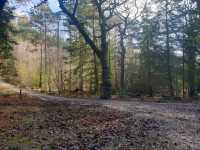 New Forest National Park