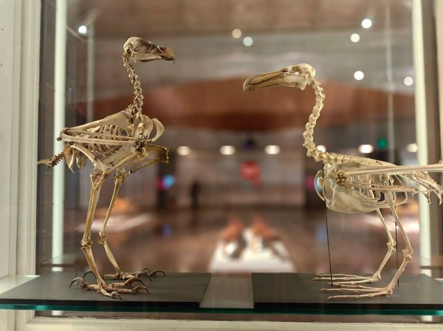 郵輪岸上遊～Tasmanian Art Gallery 