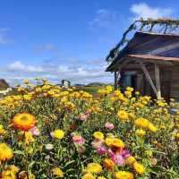 Blooms and Bliss: Discovering Dalat’s Hydrangea Garden"