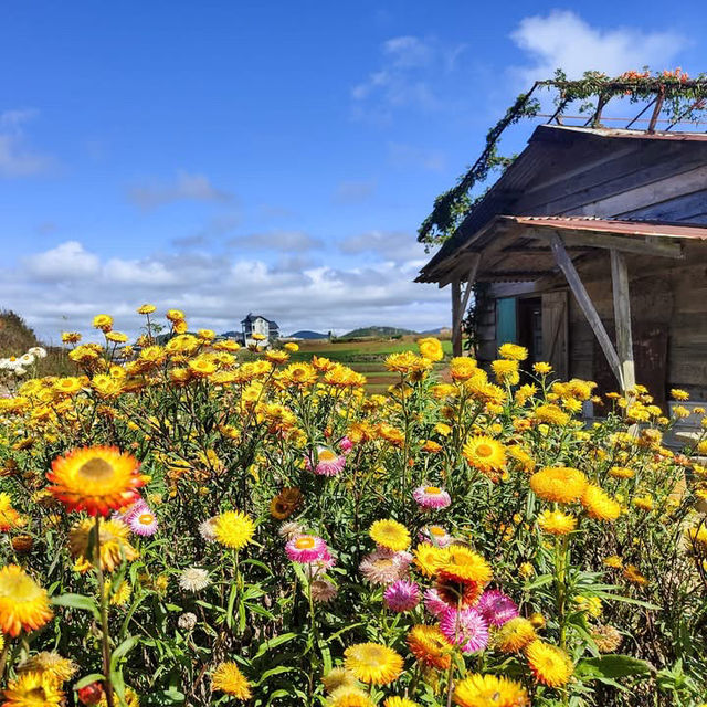 Blooms and Bliss: Discovering Dalat’s Hydrangea Garden"