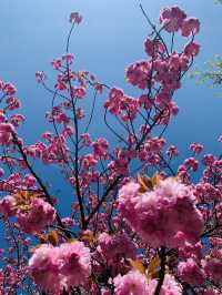ซากุระบานสุดโรแมนติกที่ Tsuruga Castle