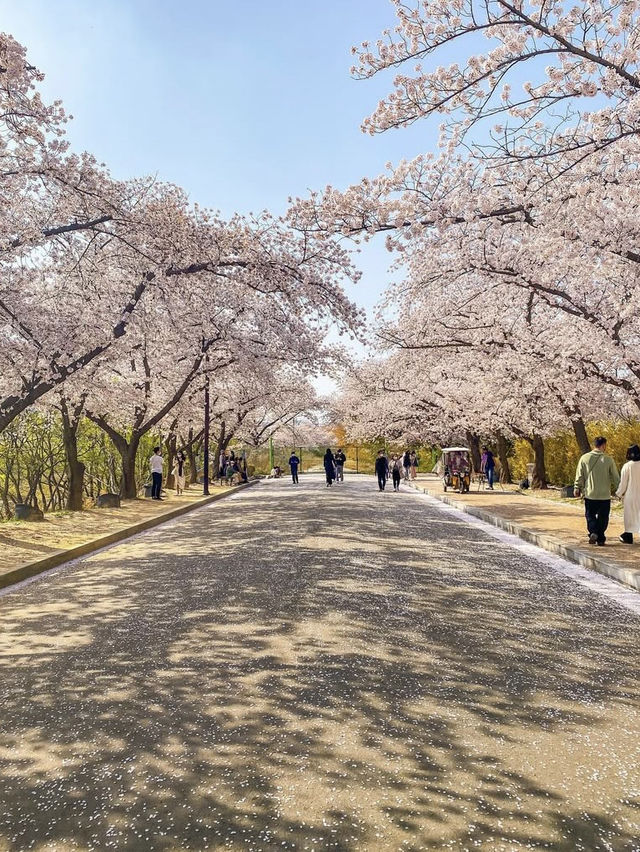 Ultimate Spring Guide to Gyeongju 🌸