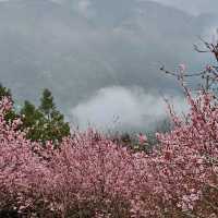 私人秘境瑪嵐雲瀑花園賞櫻、賞茶園及雲海趣