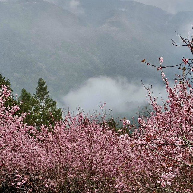 私人秘境瑪嵐雲瀑花園賞櫻、賞茶園及雲海趣
